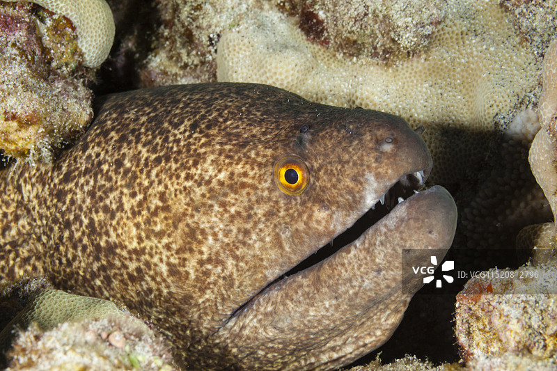 黄边海鳝图片素材