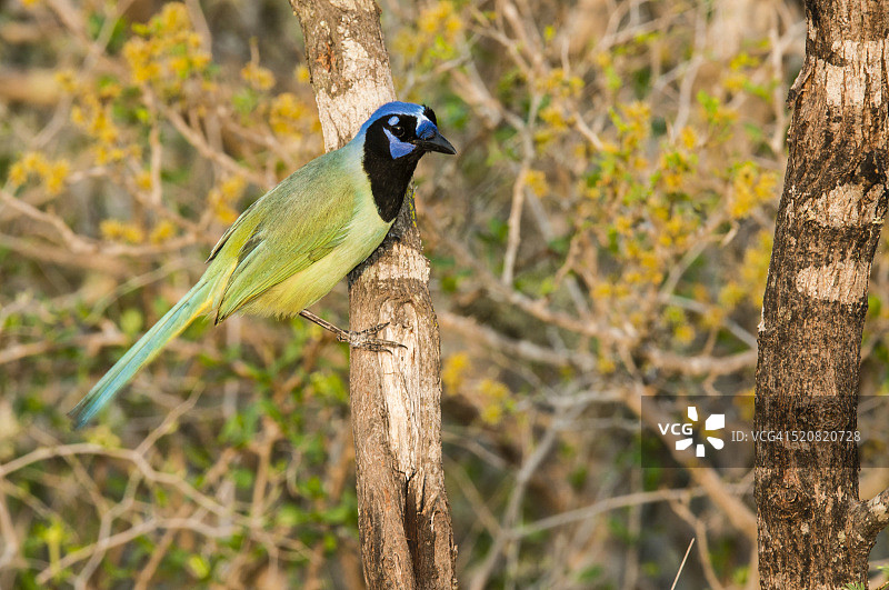 绿樫鸟图片素材