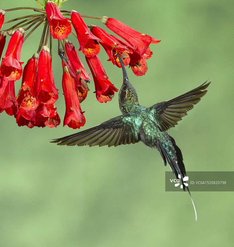 绿隐蜂鸟在哥斯达黎加的热带花朵上觅食图片素材