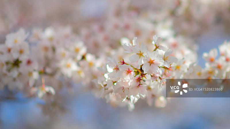 日本樱花图片素材
