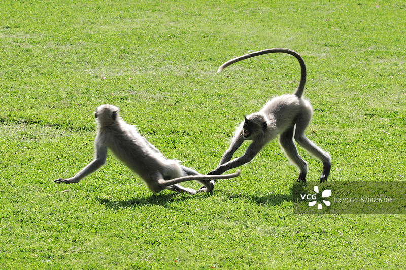 普通叶猴，焦特布尔，拉贾斯坦邦，印度图片素材