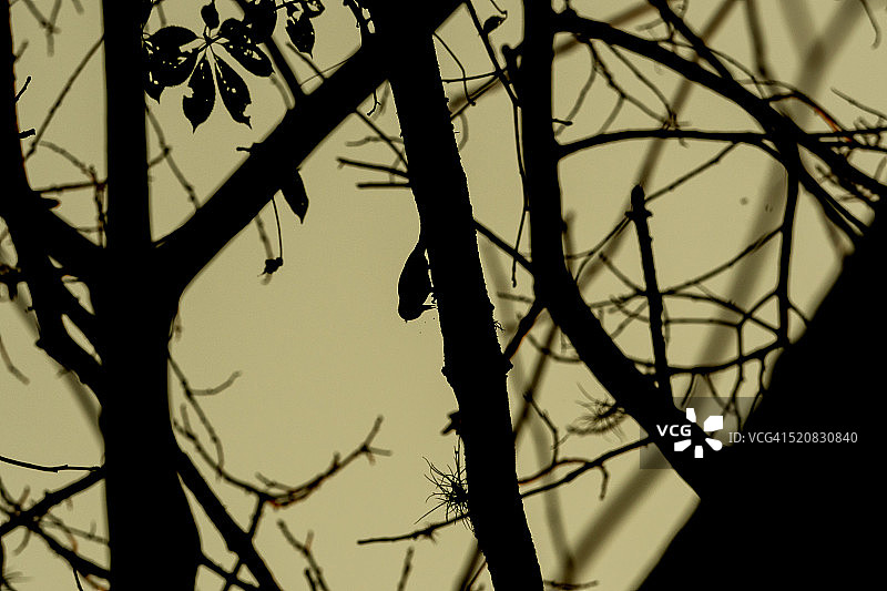 啄木鸟图片素材