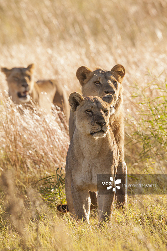 非洲雌狮图片素材