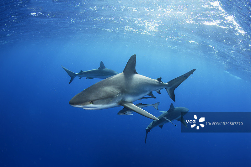 3条银鳍鲨图片素材