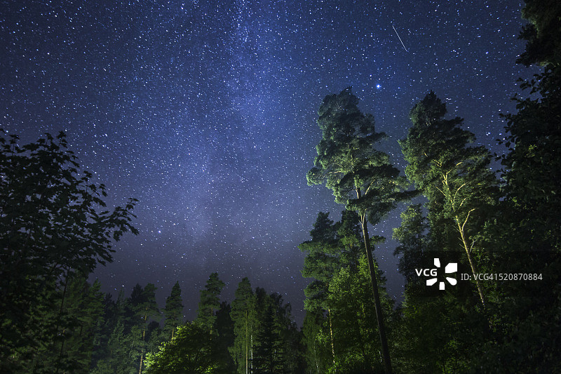 森林里的星星图片素材