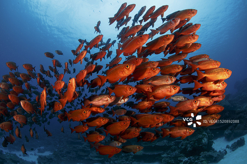 加罗林群岛帕劳上升的 soldierfish 鱼群图片素材