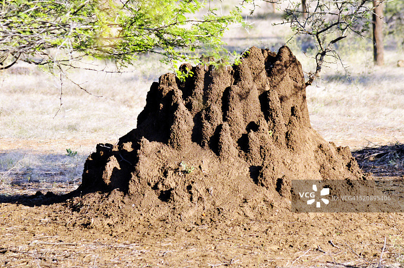 印度古吉拉特邦吉尔森林的蚁丘图片素材