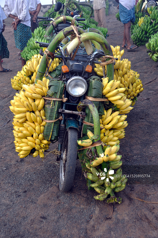 在印度安得拉邦拉贾蒙德里骑自行车的香蕉图片素材