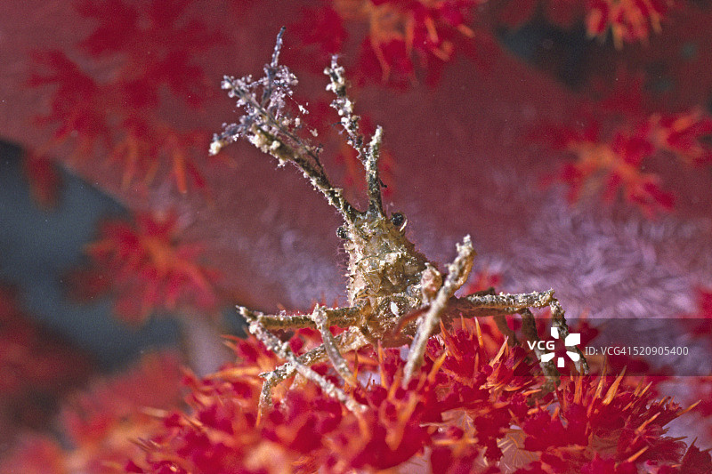 公牛水螅蟹图片素材