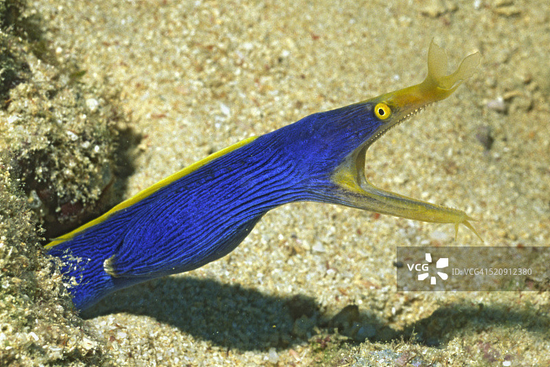 蓝丝带鳗鱼图片素材