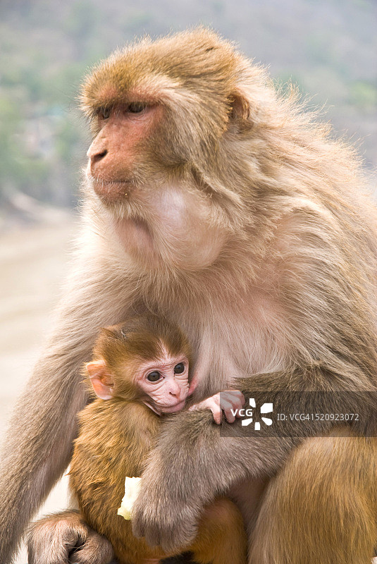 印度北阿坎德邦瑞诗凯诗的猕猴与幼崽图片素材