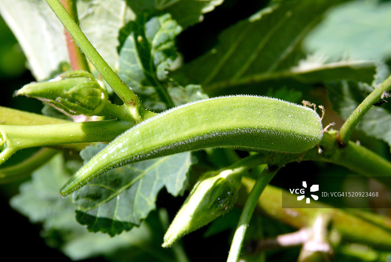 秋葵，阿姆雷利，古吉拉特邦，印度图片素材