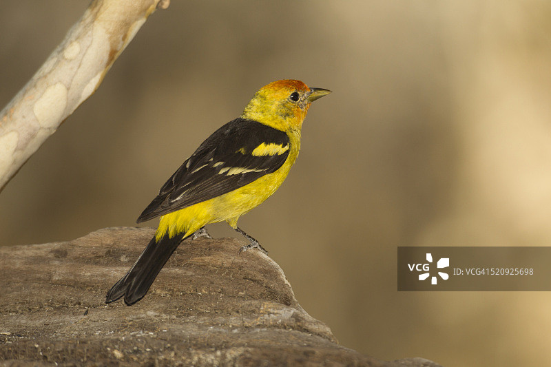 雄性黄鹂图片素材