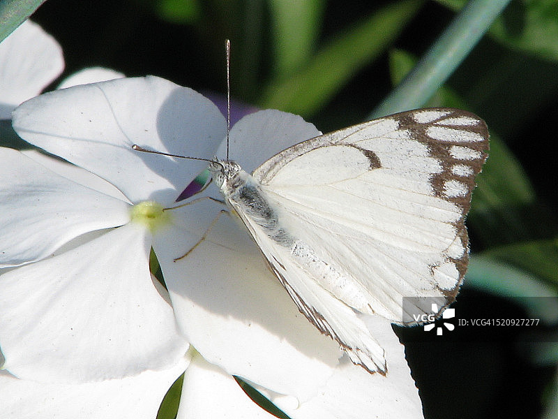 旱季形态的白先锋蝴蝶图片素材