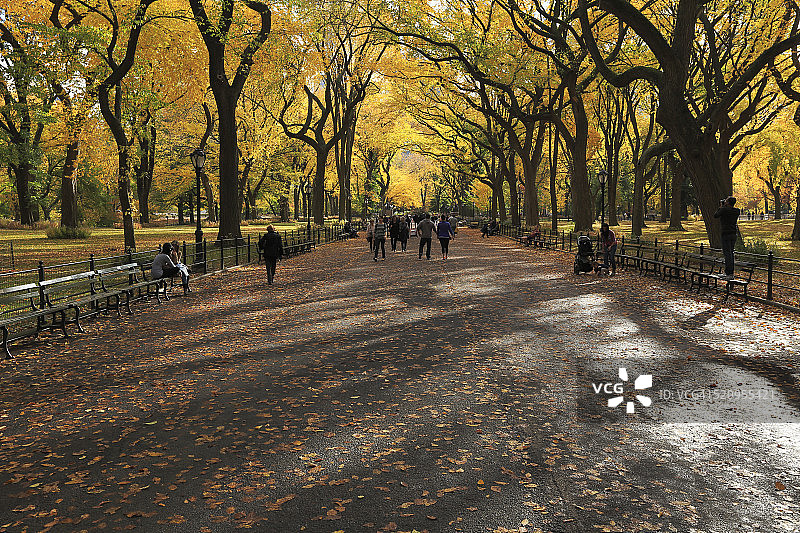 人们在C地的秋色树下行走图片素材