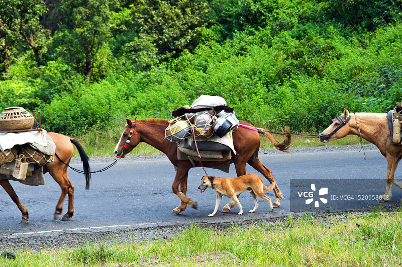 在印度马哈拉施特拉邦背负货物的马匹图片素材