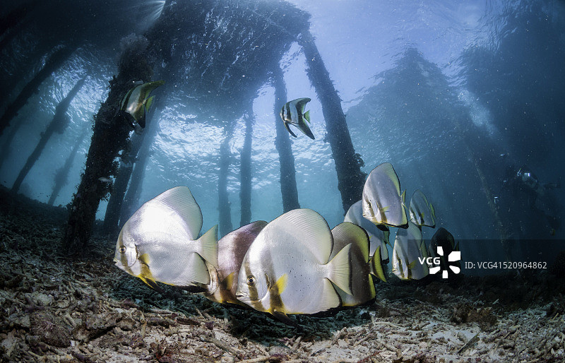 码头下的蝙蝠鱼图片素材