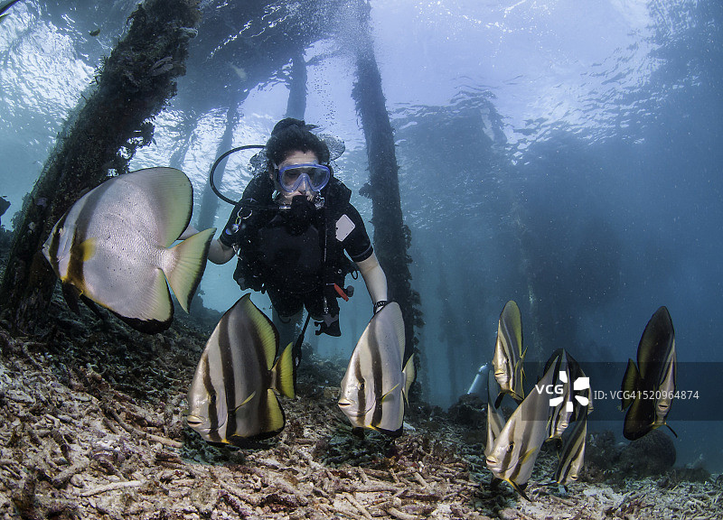 友善的蝙蝠鱼图片素材