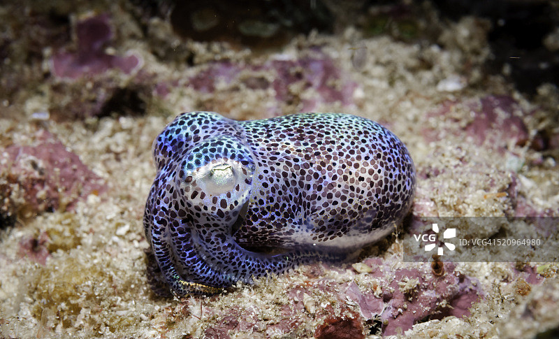 豆丁鱿鱼图片素材