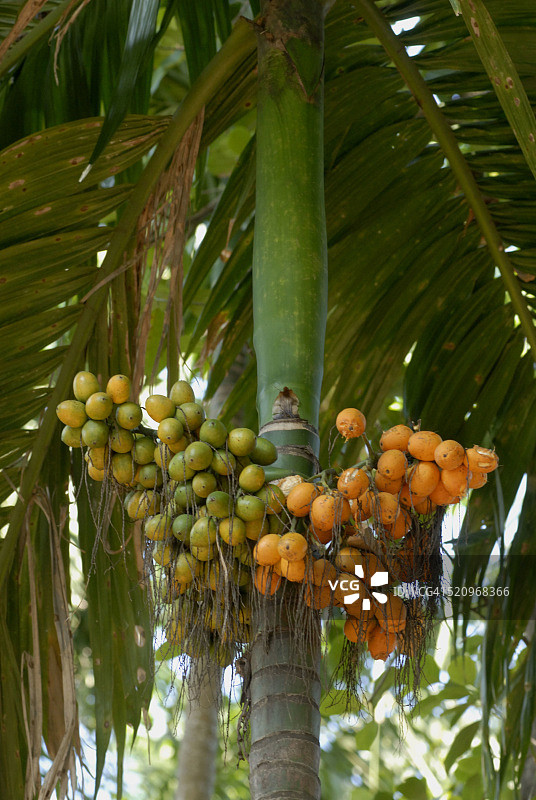 印度马哈拉施特拉邦斯里瓦尔达恩地区的槟榔图片素材