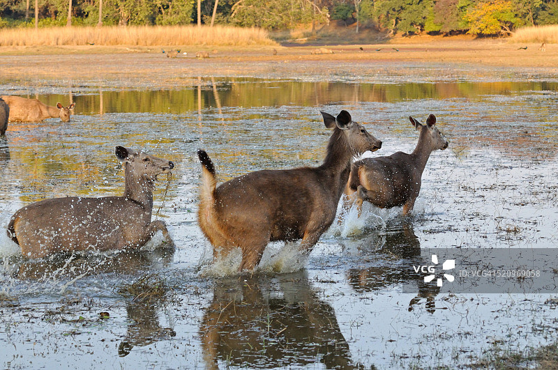 印度拉贾斯坦邦伦滕波尔国家公园奔跑的黑鹿图片素材
