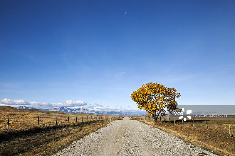 黄金树和山脉的土路视角图片素材