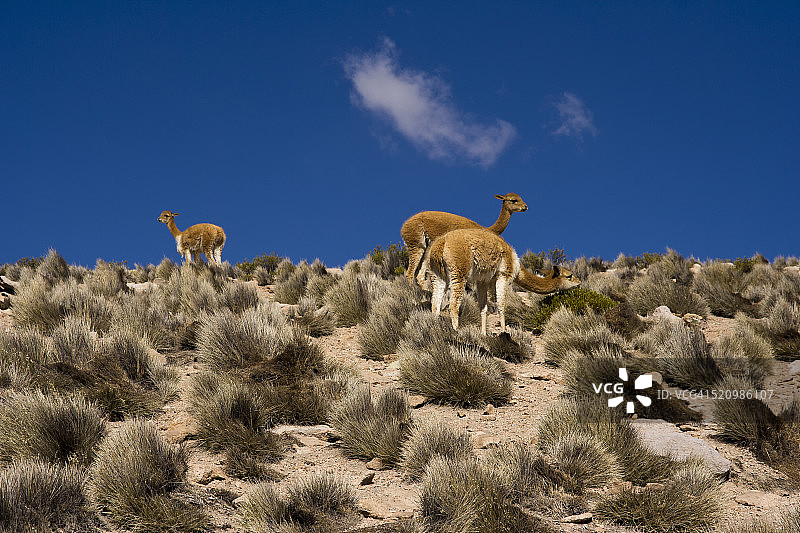 在高原上吃草的小羊驼图片素材