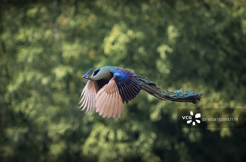 飞翔的孔雀图片素材