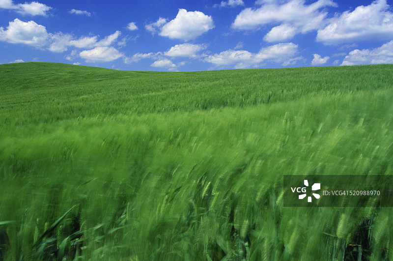 英国德文郡的大麦田图片素材