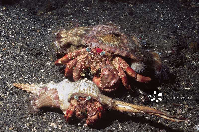 一对海葵寄居蟹图片素材