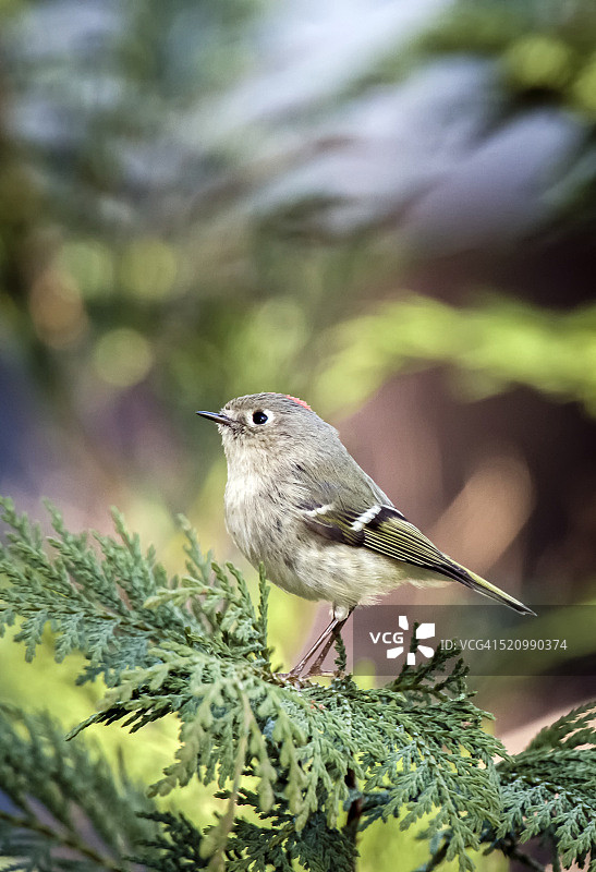 戴菊鸟图片素材