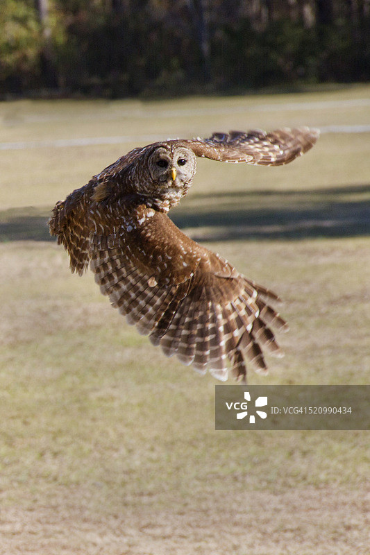 飞行中的条纹猫头鹰图片素材