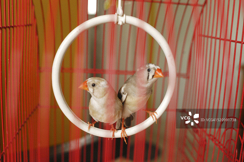 笼子里的斑胸草雀图片素材