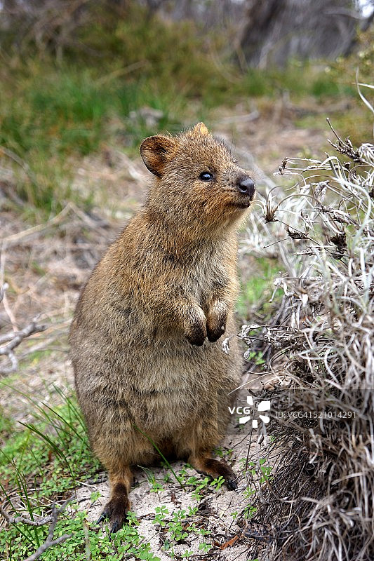 澳大利亚?美国的城市和地标图片素材