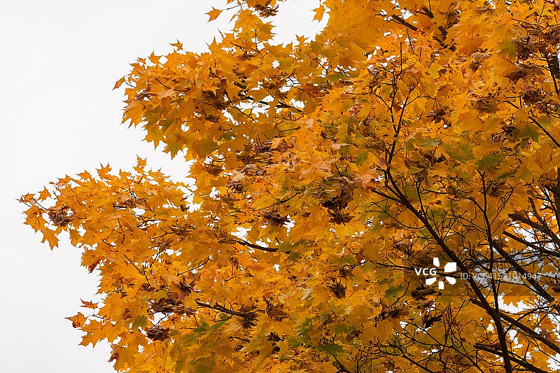 秋天的颜色图片素材