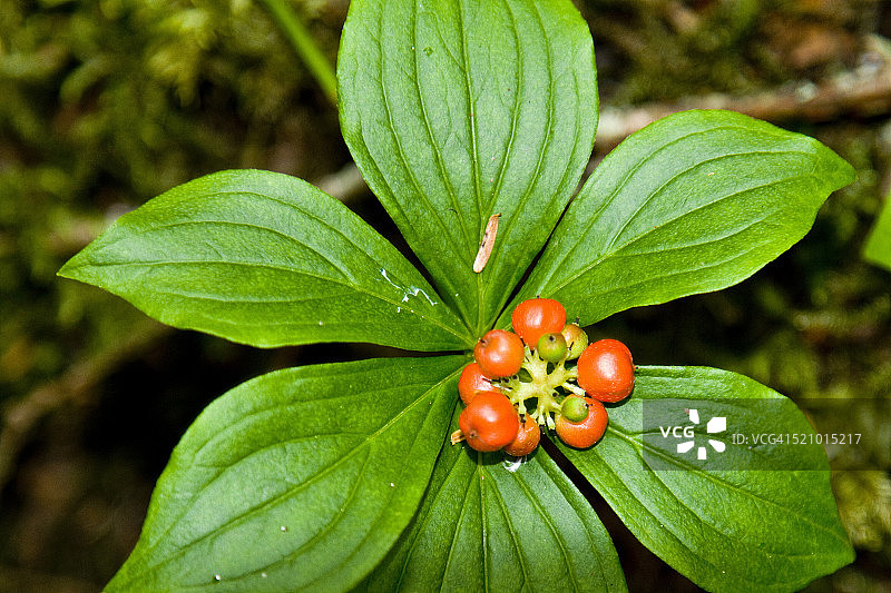 觅食者图片素材