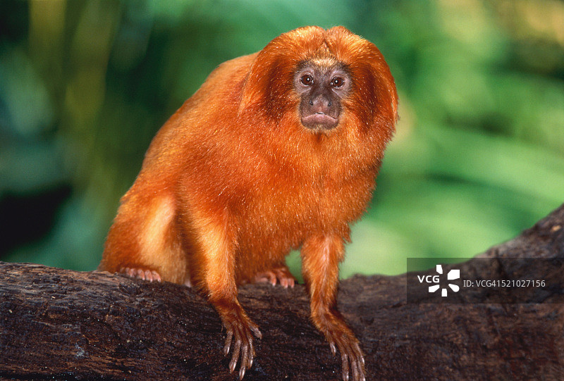 金狮面狨图片素材