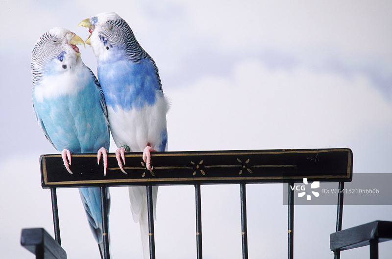 坏脾气的鹦鹉图片素材
