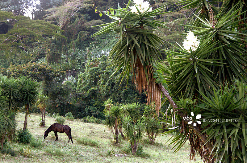 乡村景色中的马群图片素材