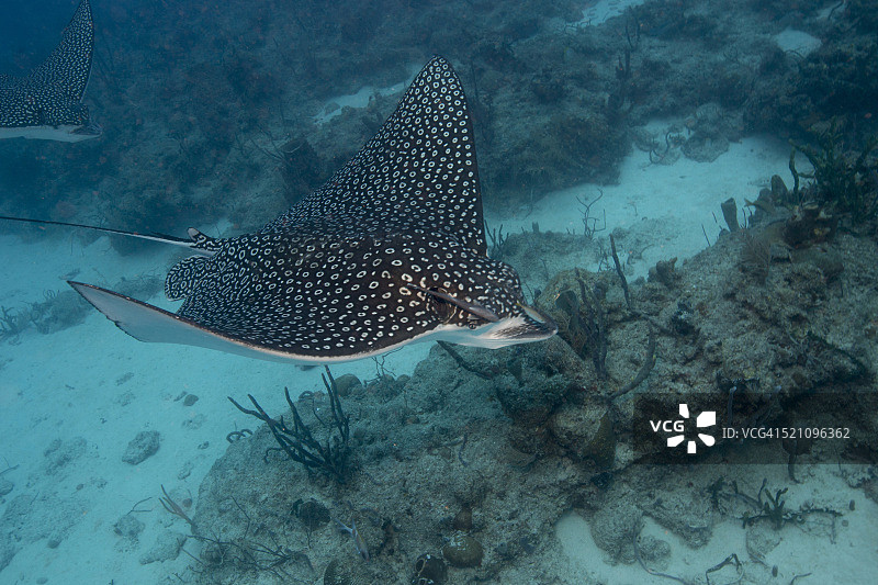 斑点鹰魟图片素材