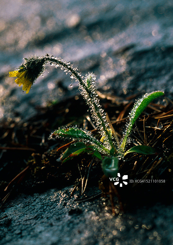 水滴下的山柳菊图片素材