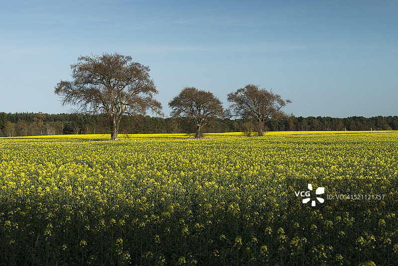 油籽作物的金色田野图片素材