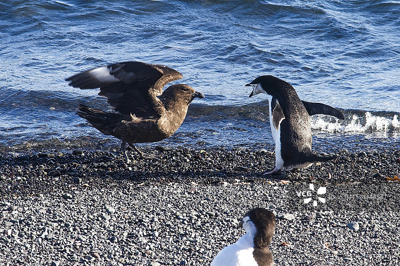 南极洲贼鸥与企鹅相遇图片素材