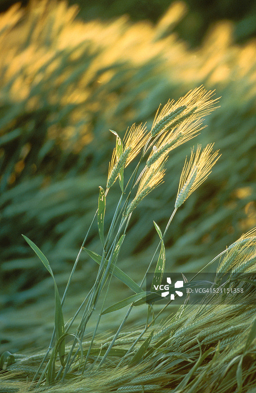 风中摇曳的大麦图片素材