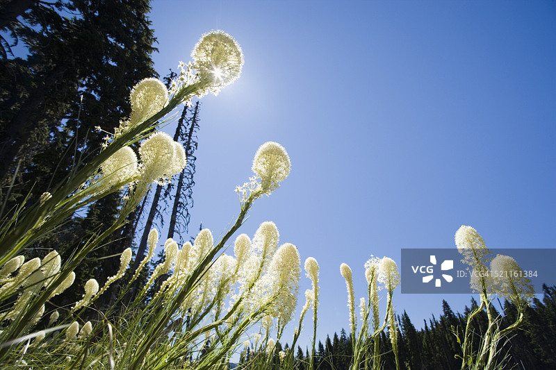 胡德山国家森林公园的熊草图片素材