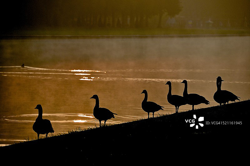 鹅群相遇图片素材