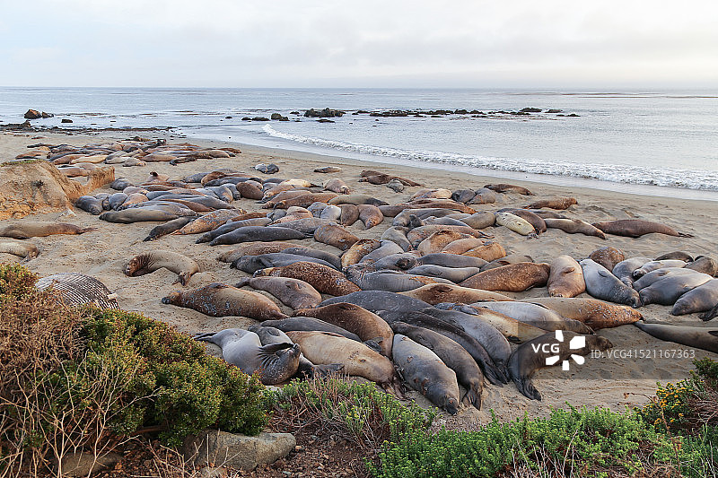 象海豹图片素材