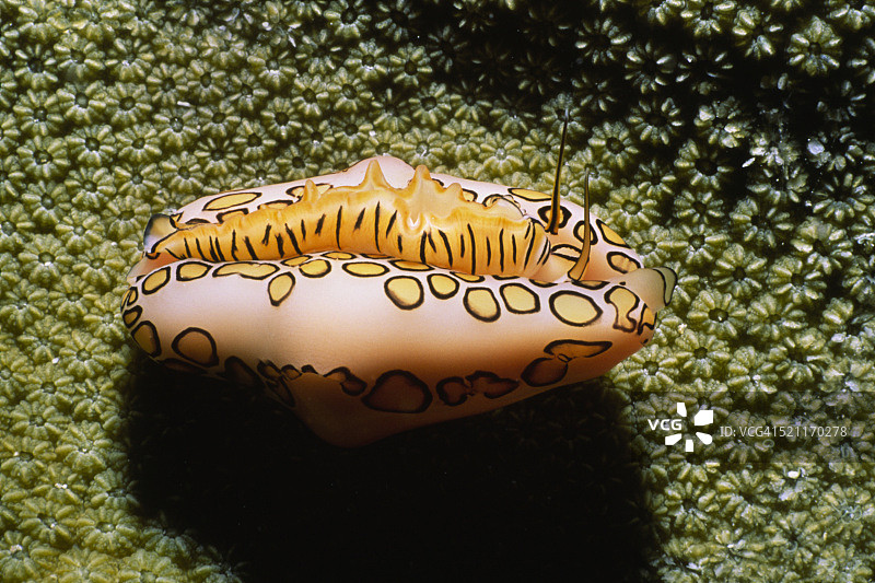 火烈鸟舌贝图片素材