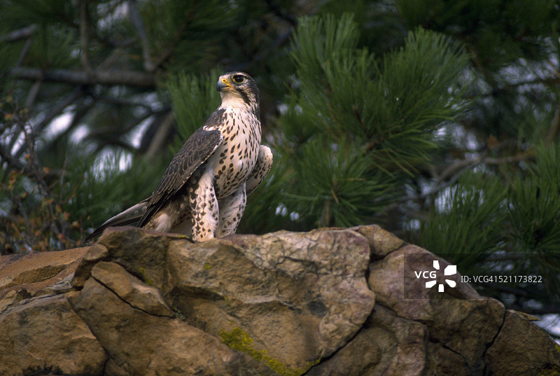 草原猎隼图片素材