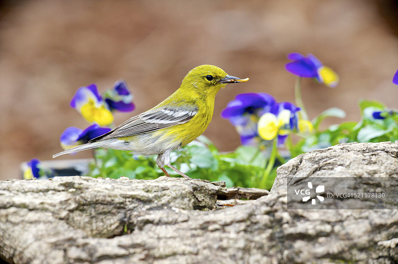 北美黄喉莺的侧面图，美国北卡罗来纳州图片素材